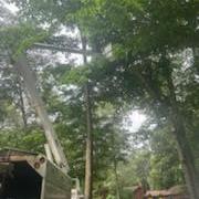 Tree-Removals-Partially-Due-to-Hypoxylon-Canker-in-Ridgely-MD 1